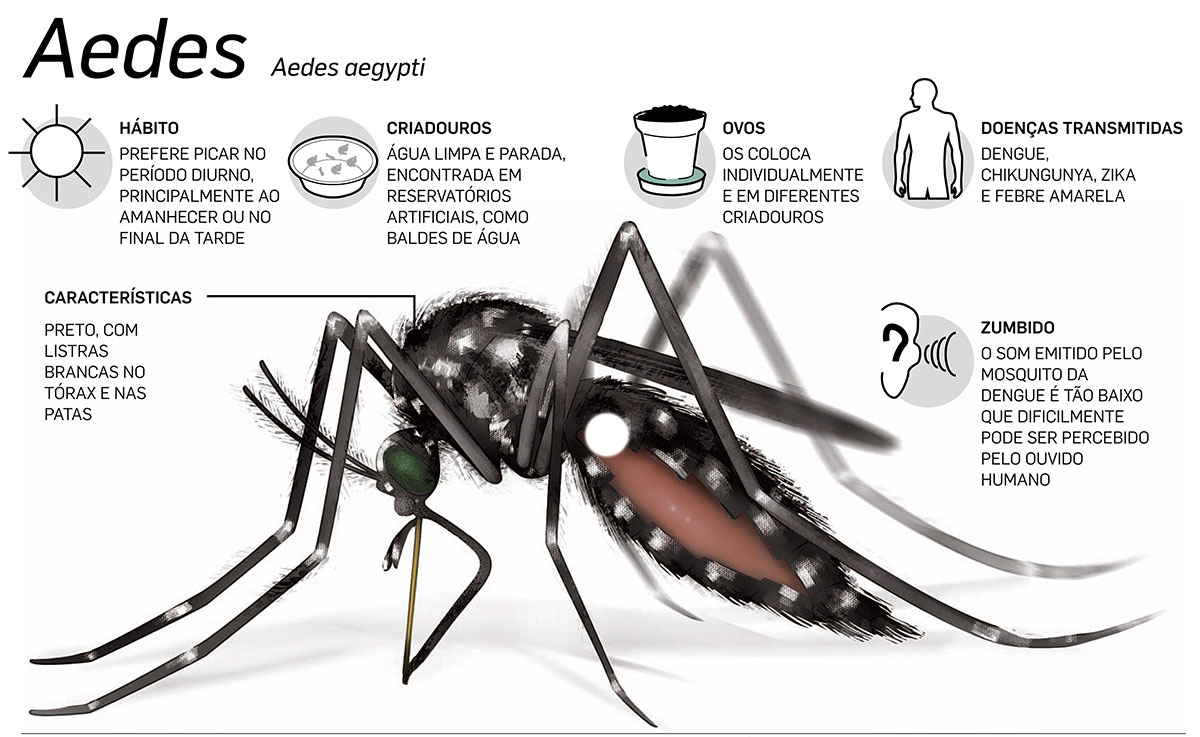 Dengue Enfrentar O Mosquito Uma Tarefa Coletiva E N O Pode Parar Mobilidade Estad O Na